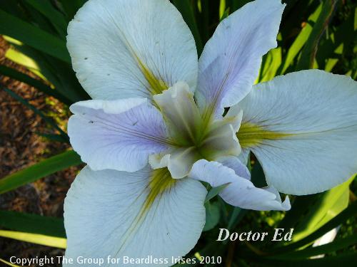 Doctor Ed (1)